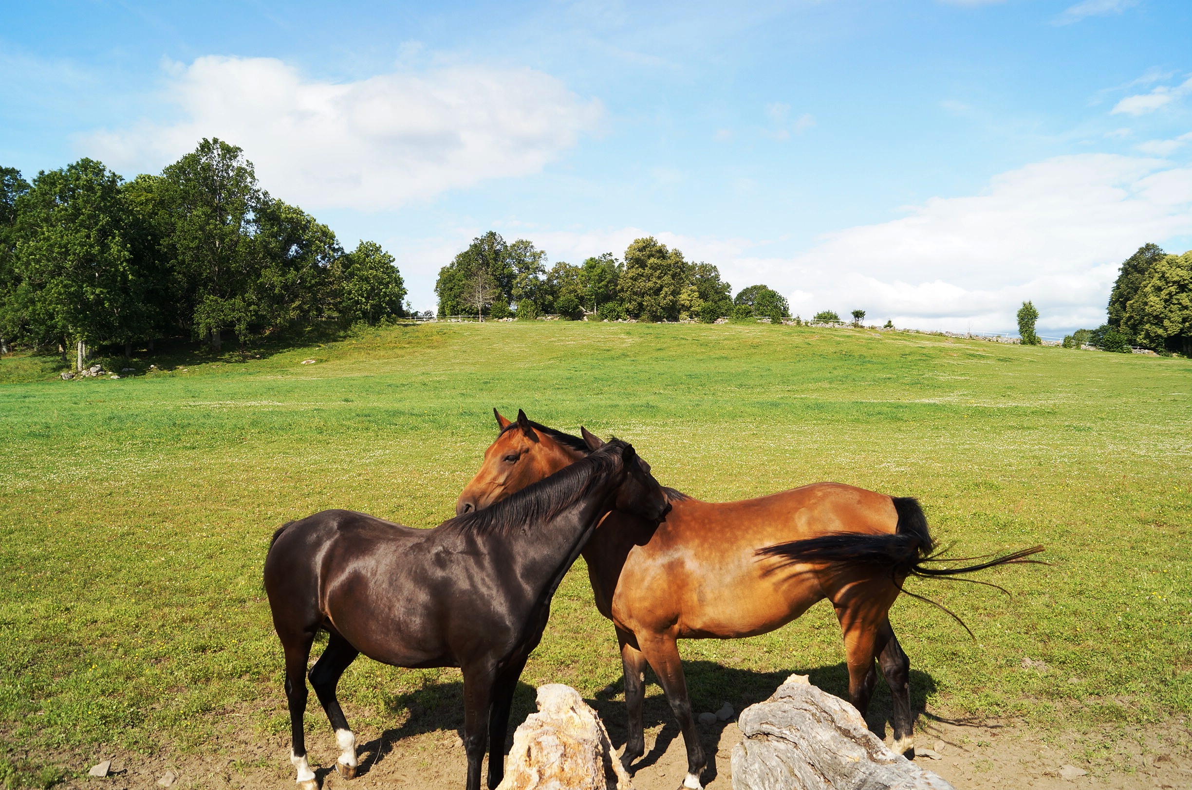 Vår bekants vackra hästar. Foto: Anneli Uusitalo Vackert.Nu